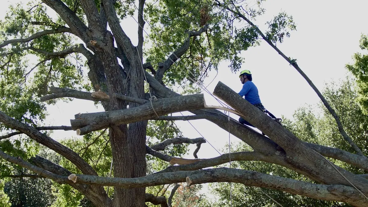 Professional Hazardous Tree Removal performed by certified arborists in Long Branch